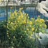 菜の花