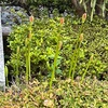 夫、パニック
