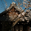 4月2日　京都祇園〜東山の桜