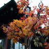 源氏物語・秋の描写「紅葉は濃く淡くこきまぜ」俄然面白くなってきた