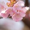 2/27　西古瀬川の河津桜