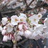 酒・肴・桜