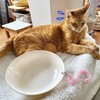 猫の吐き戻し対策と気候による食欲
