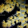 【透過光】カクレエビと花＆ケーラーミノウミウシ＠アニラオ