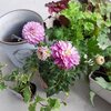 すっかり秋です　ダリアの寄せ植え