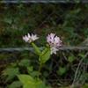 Persicaria thunbergii　ミゾソバ