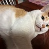 保護猫君のボケボケ写真集