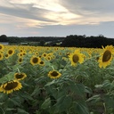 showtame’s blog