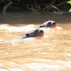 Giant Otter オオカワウソ