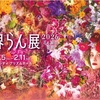 世界らん展で買って来た富貴蘭　と　(=^・^=)　　雪が降った