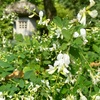 梨木神社のお話。