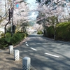 お花見の後で•••　