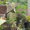 植物の移植、牛の心臓トマト54日目