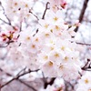 桜と春の花々の写真―2022―