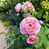 夏のバラ「クロードモネ」1.5番花