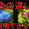 紫陽花、色が違う理由は？