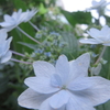 紫陽花「隅田の花火」　3