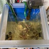 30cmサンゴ水槽のハゼ水槽化