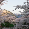 朝から桜を見に行く。
