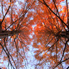 　公園のメタセコイアの紅葉と落葉