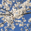 花紀行～その27②『桜2025🌸』