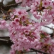 六斗の広見「早咲き桜」