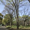 砧公園