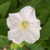 白粉花諸態