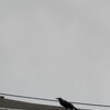 雨の日の屋根の上、何か食べてる？カラス