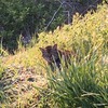 「草木また成ず」（そうもくまたじょうず）【有情と非情】仏教の救済対象は、