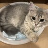 【京都のブリーダー】サイベリアンズを紹介するにゃ 12　【子猫販売中　購入お問い合わせはインスタかTwitterから】