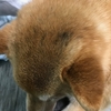珍しい貰い物と健康診断