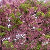 大寒桜が鼠の塀を飛び越え近づく春の音