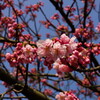 桜、さくら。