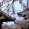 桜散る…（葛井寺、叡福寺、西方院、當麻寺）