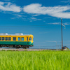 夏の田んぼと走る電車