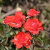 ツベルゲンフェー０９　2015/05/26　開花後と暫くしての花姿が違いますがどちらもキレイ！！