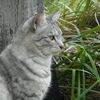 とっても乱暴な萩の剪定