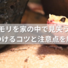 ヤモリを家の中で見失う…見つけるコツと注意点を解説
