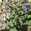 壱岐対馬の野の花をちょっと