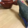 我が家のお鳥様