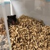 くろごまあん277日目