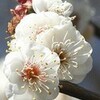 【縮小専用AIR】