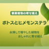 観葉植物の寄せ植え