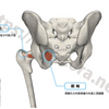 股関節のインナーマッスル、外閉鎖筋の鍛え方。