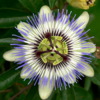 珍しい造形美の花、トケイソウ（時計草）。英語名ではパッションフラワー（passion flower）。パッションは「キリスト受難」を意味する。日本では果物トケイソウをパッションフルーツ。サテ如何に。