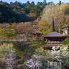 舞鶴・金剛院の桜