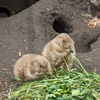 年明けでさっそく上野動物園行ってきました！プレーリードッグを久しぶりに見れて満足