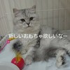 【タイプ別】猫のおすすめおもちゃの特徴と選び方！