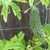 夏野菜のゴーヤの成長